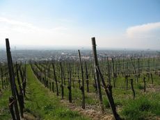 Weil am Rhein Weiler Weinweg 022.jpg